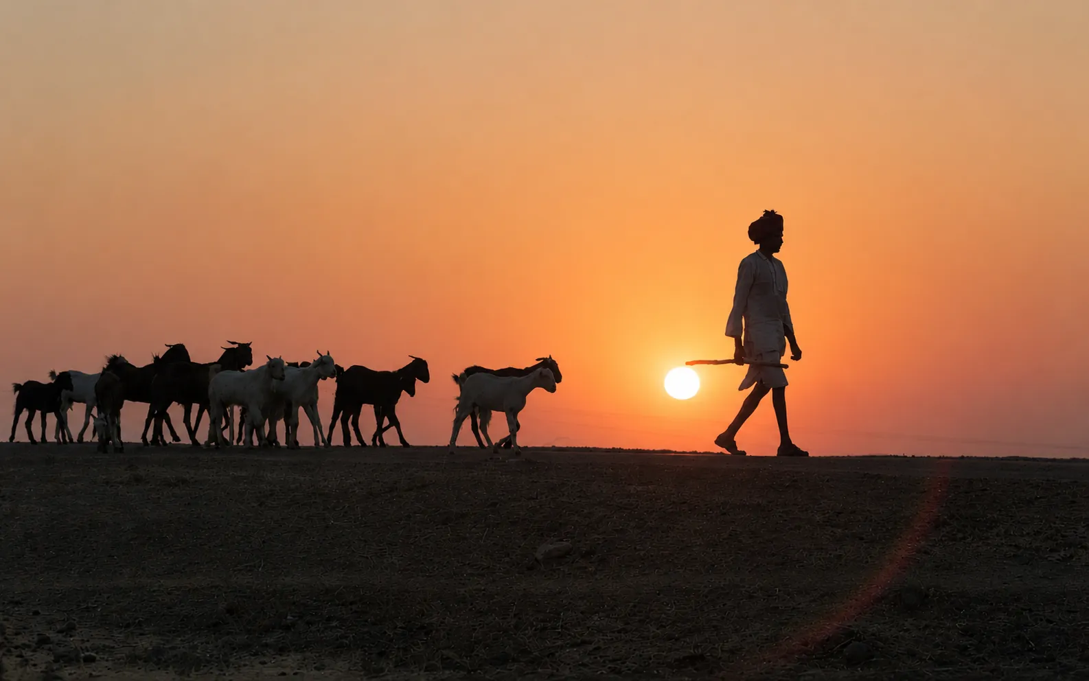 Shepherd and goats at sunset in a Telangana village